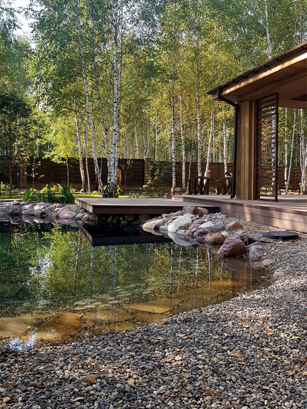 Пруд и берёзы