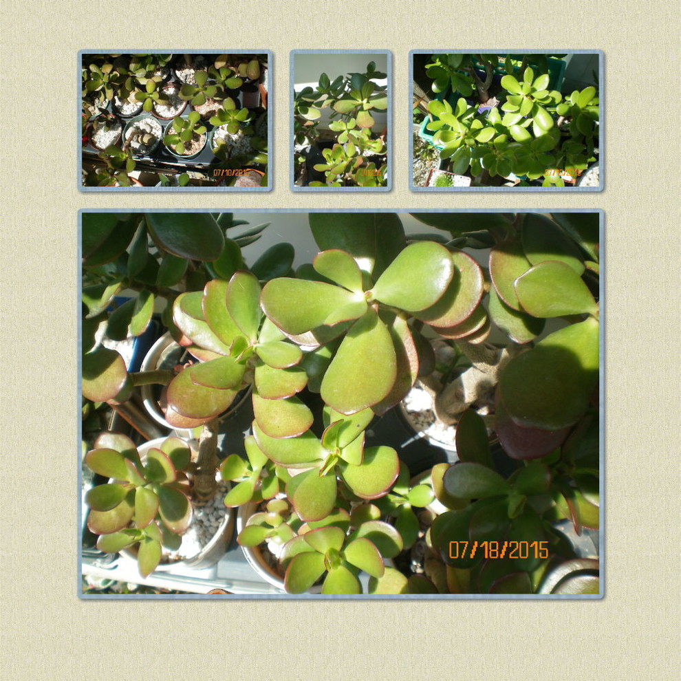 Jades and other succulents in full sun