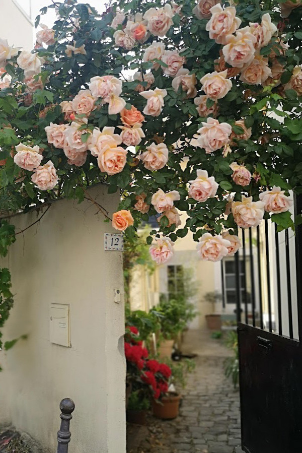 Des roses à profusions