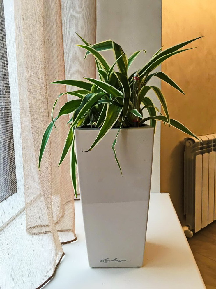 Озеленение частных квартир