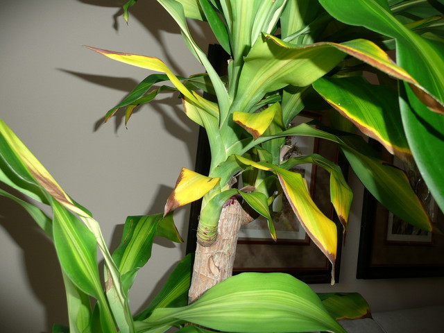 dracena janet craig Dracaena Janet Craig main image 0