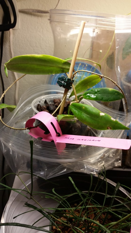 Rooting update