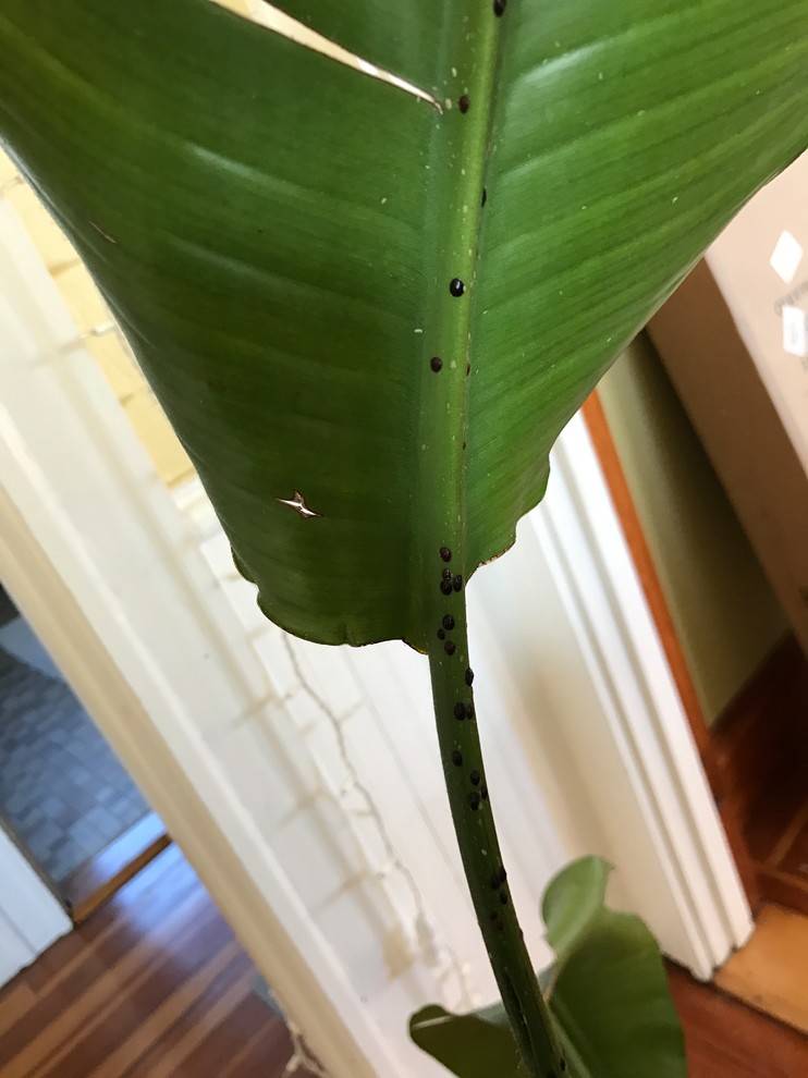 Bird of Paradise diseasehelp identifying and treating!