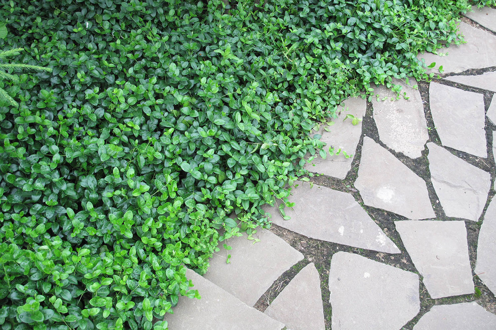 Сад с ручьем В Новогорске 2009 г