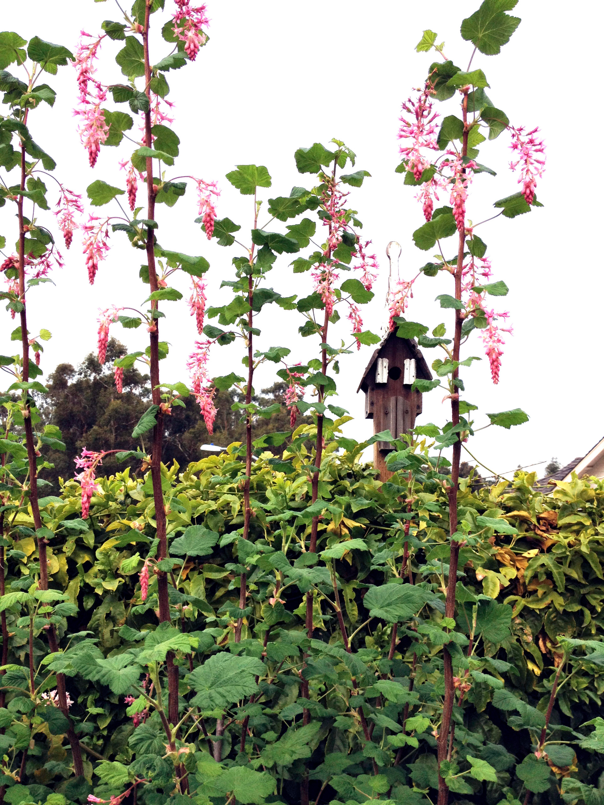 Fairlands Back, California Natives and Edibles