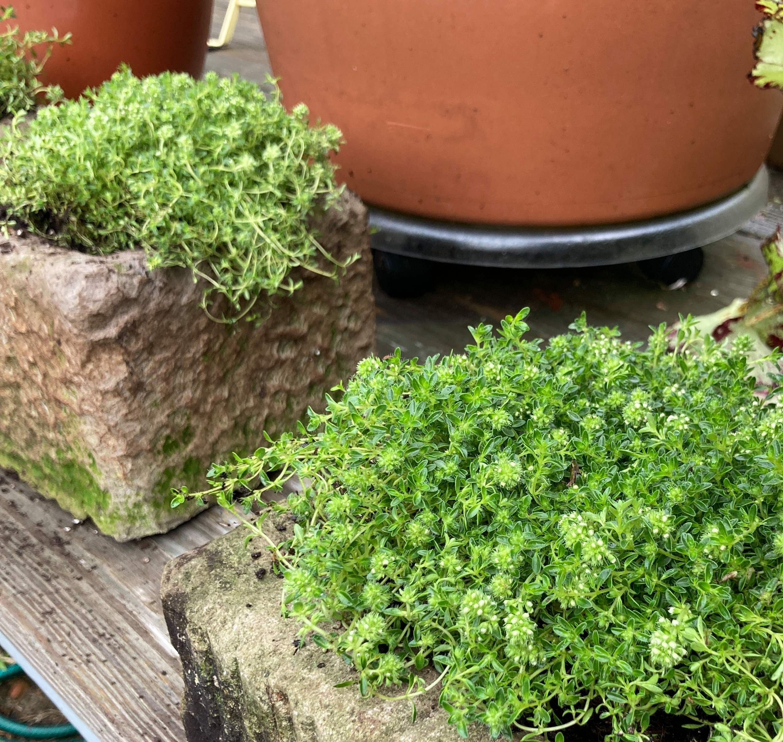 Spring and Summer Container Gardens