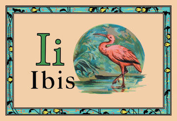 Ibis 12x18 Giclee on canvas