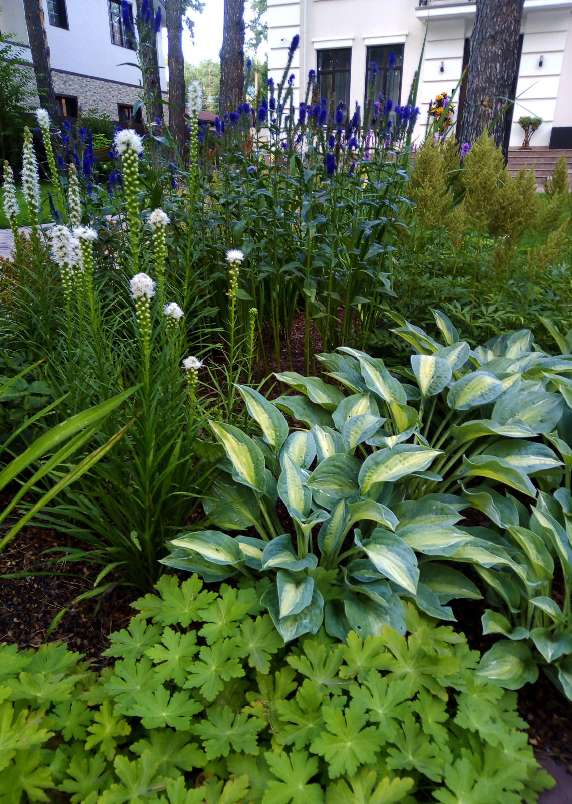 Цветники под пологом леса