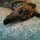 Last commented by onegreyhound
