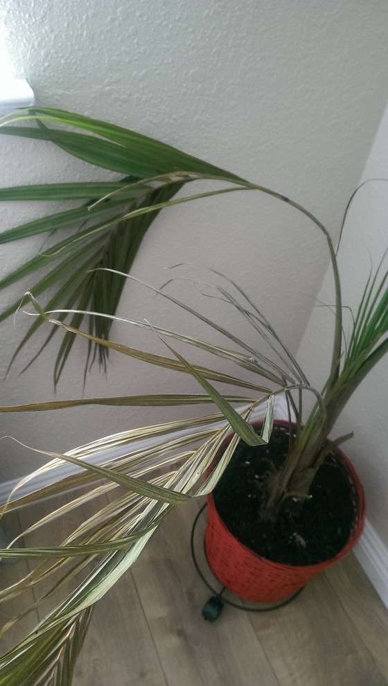 Need help on my indoor palm