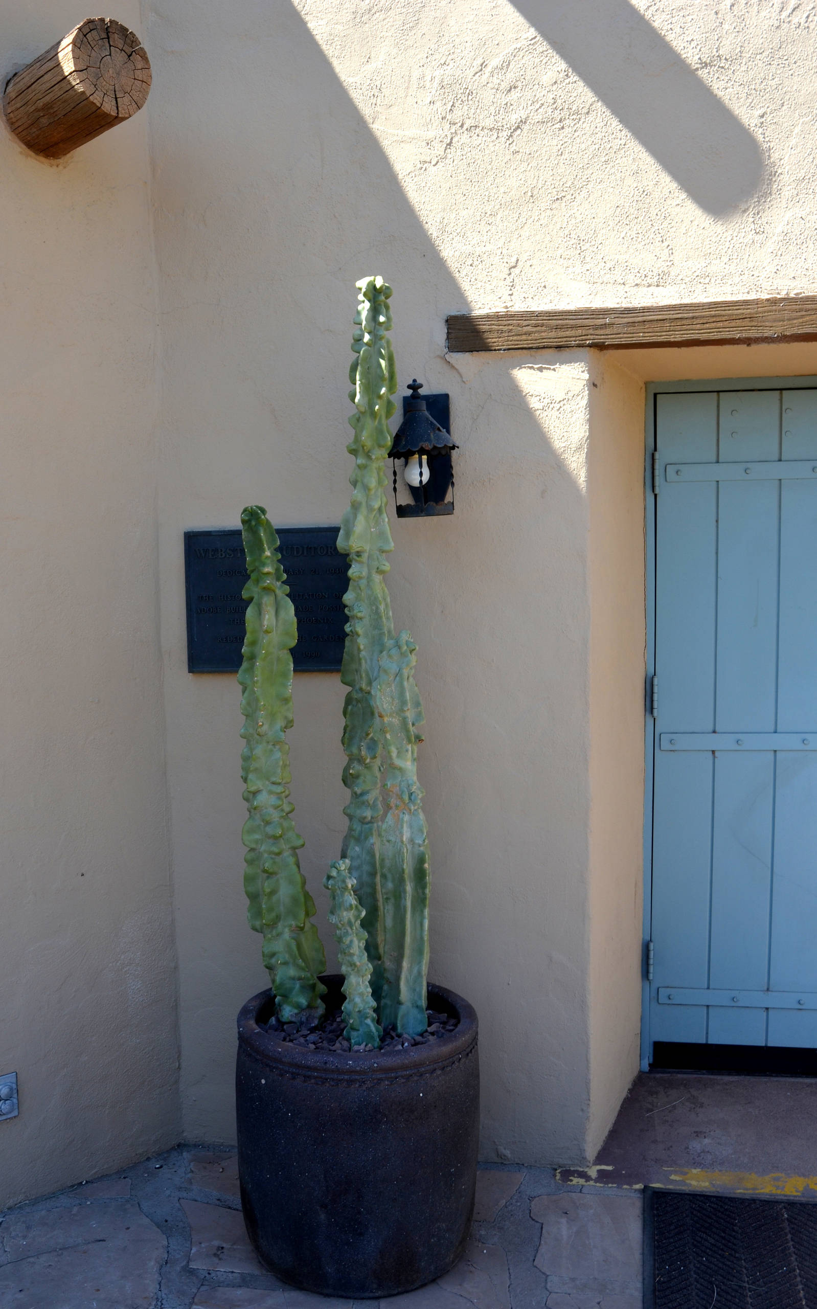 Unusual Totem Pole Cactus Is a Standout in Southwest Gardens