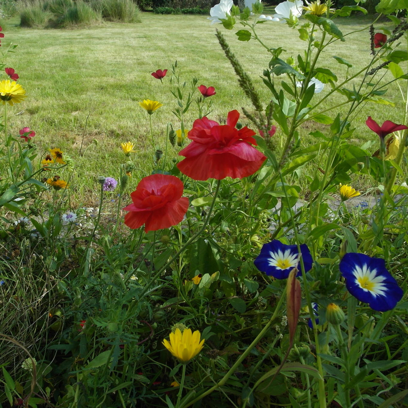 Цветники в природном стиле