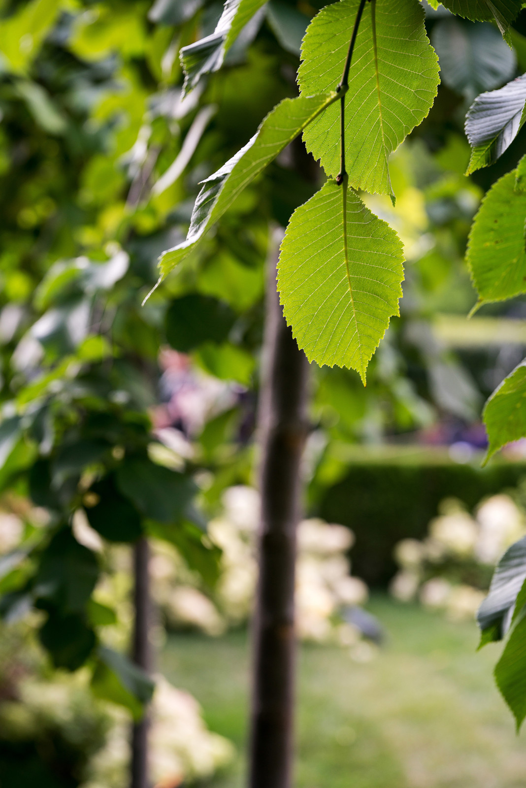 Сад Оксаны Хебородовой Гран-При на Москоу Флауер Шоу ( "Cад Вячеслава Зайцева")
