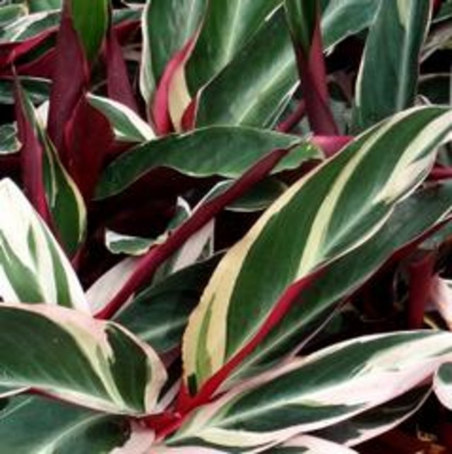 Red Variegated Ginger