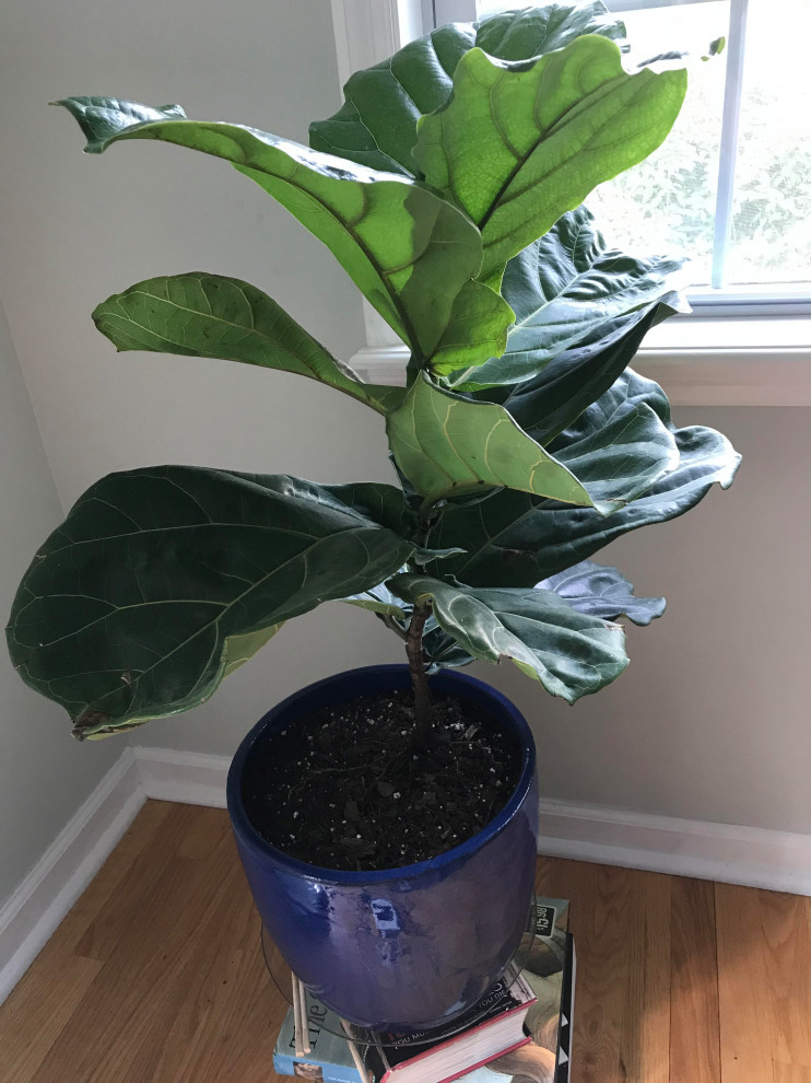 Fiddle Leaf Fig showing signs of overwatering, but I water every 2 wks
