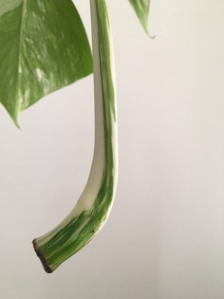 Can variegated monstera cutting turn into a plant? | Houzz Forum