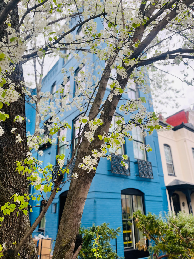 Capitol Hill, DC Renovation