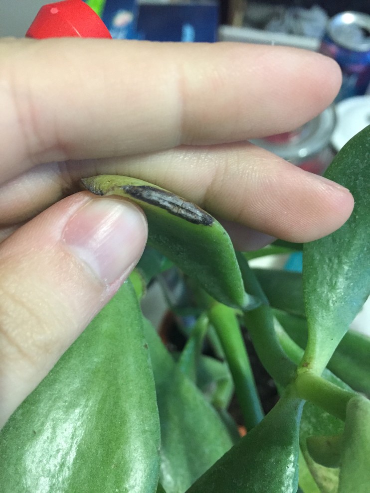 Dark spots on jade plant