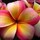 dawn_brown3679