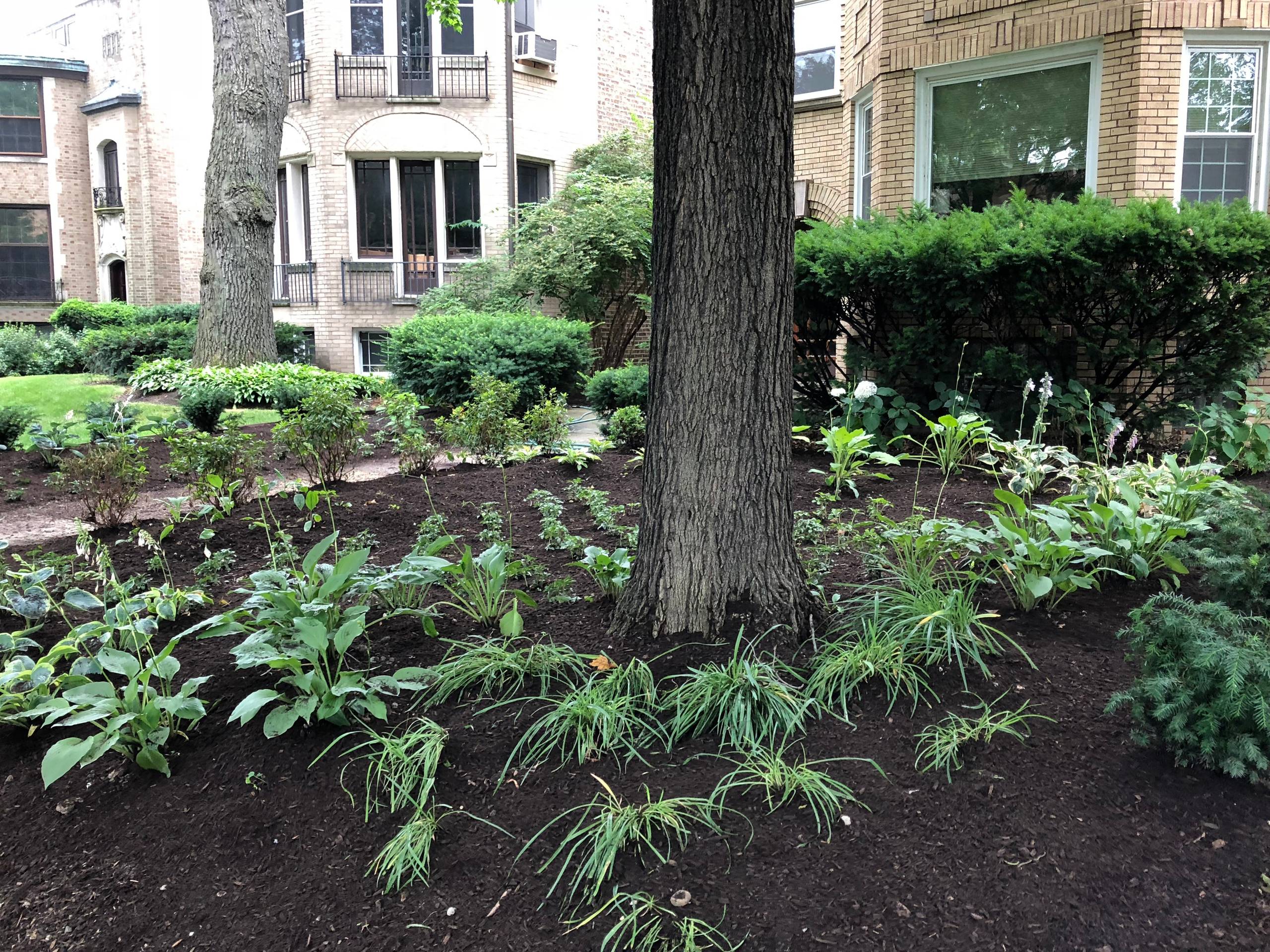 Shade Garden