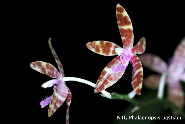 Phalaenopsis bastianii