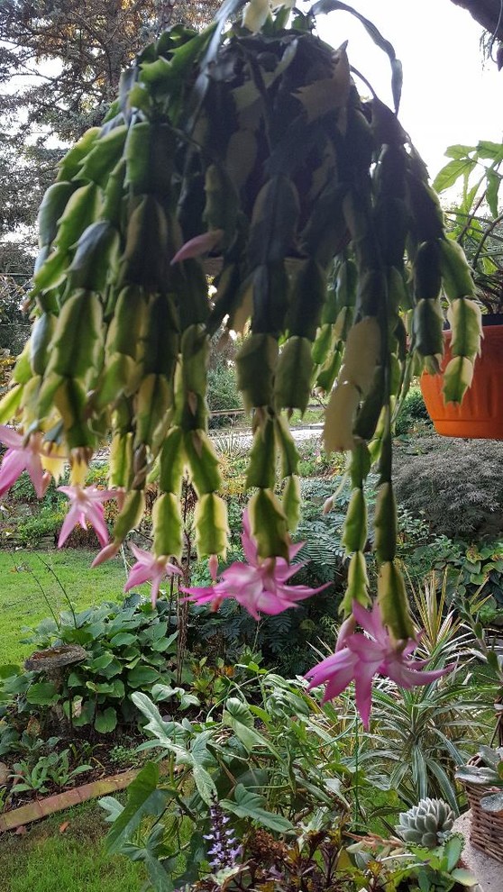Schlumbergera Variegated 'Madame Butterfly' blooming! | Houzz Forum