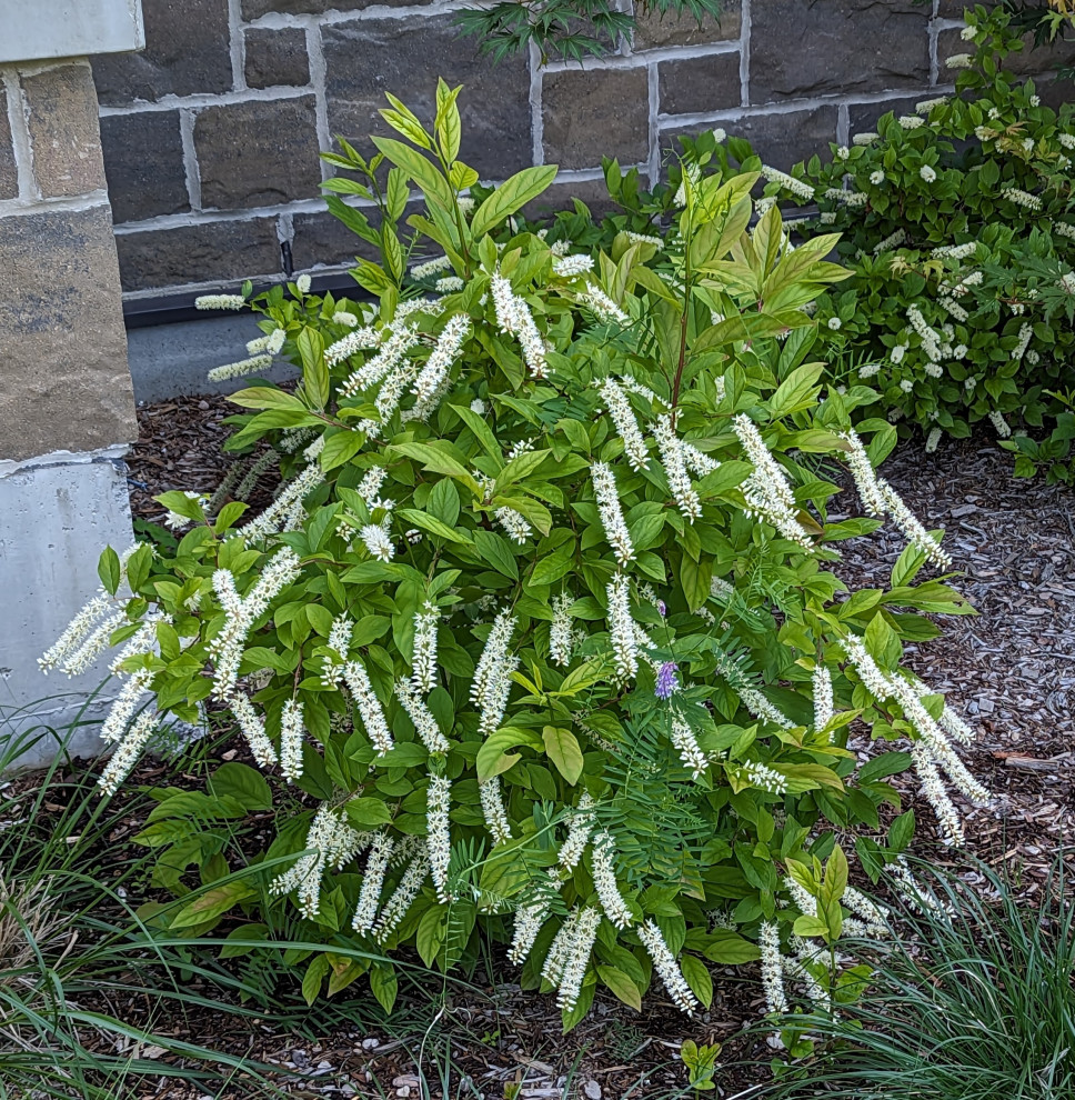 Virginia Sweetspire is sweet