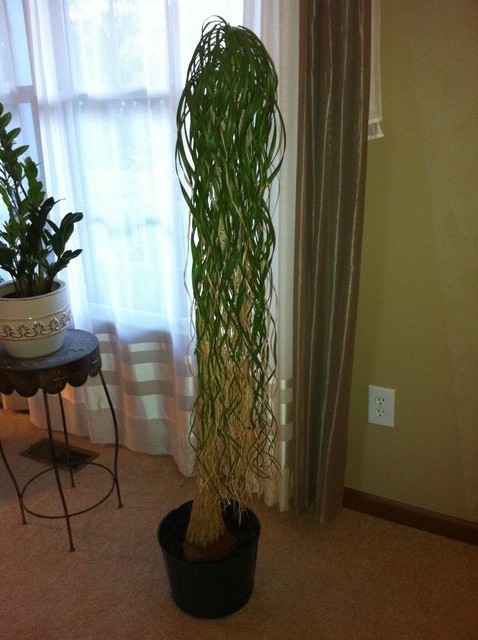 Ponytail Palm soil | Houzz Forum