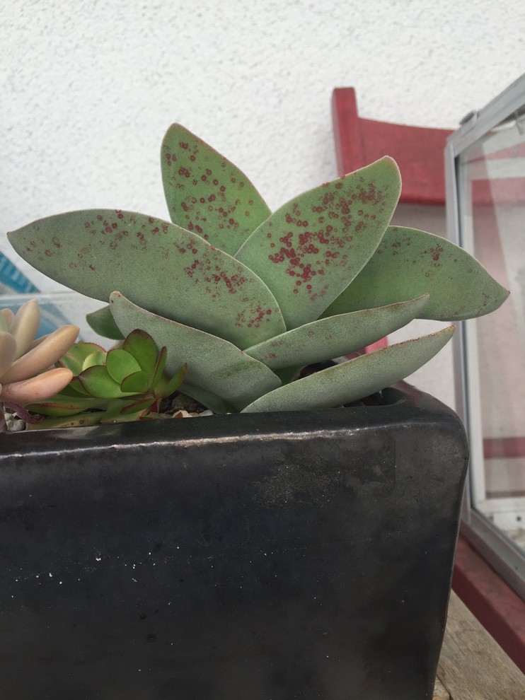 aloe plant succulent Aloe divaricata 'Diablo'