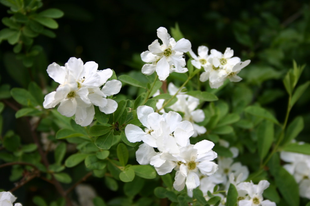 Klassischer Garten in Berlin