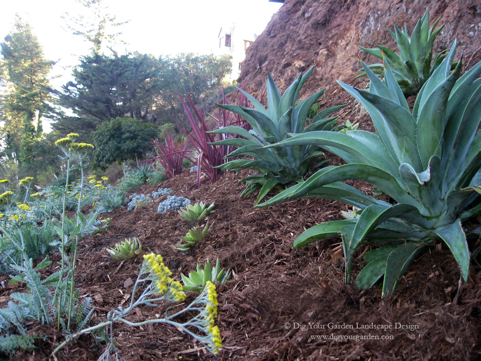 Photo of an expansive contemporary sloped partial sun xeriscape for summer in San Francisco.