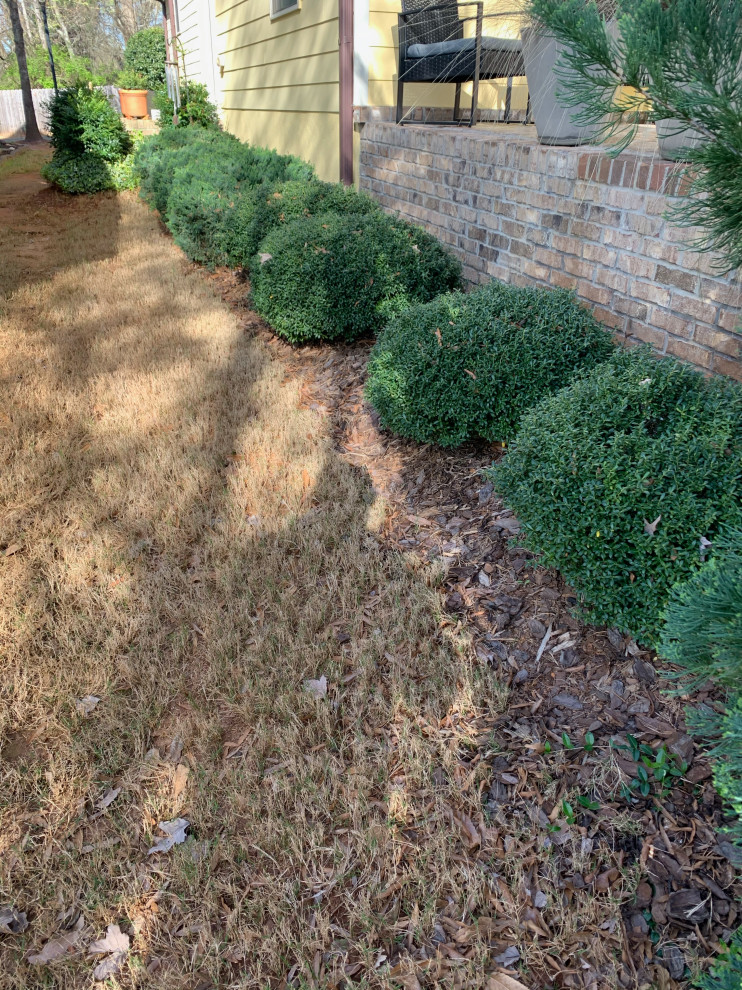 What to Replace Shrubs with?