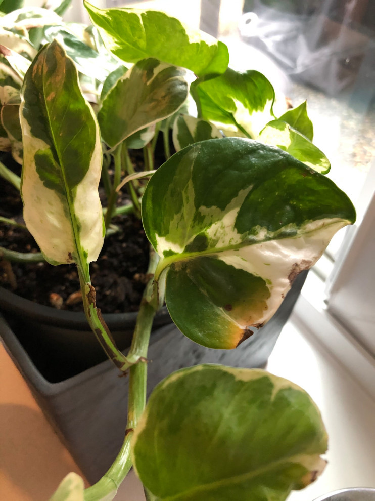 Help! Golden pothos leaves are turning brown/yellow | Houzz Forum