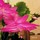 flowerlilies77 (zone 6b - PA)