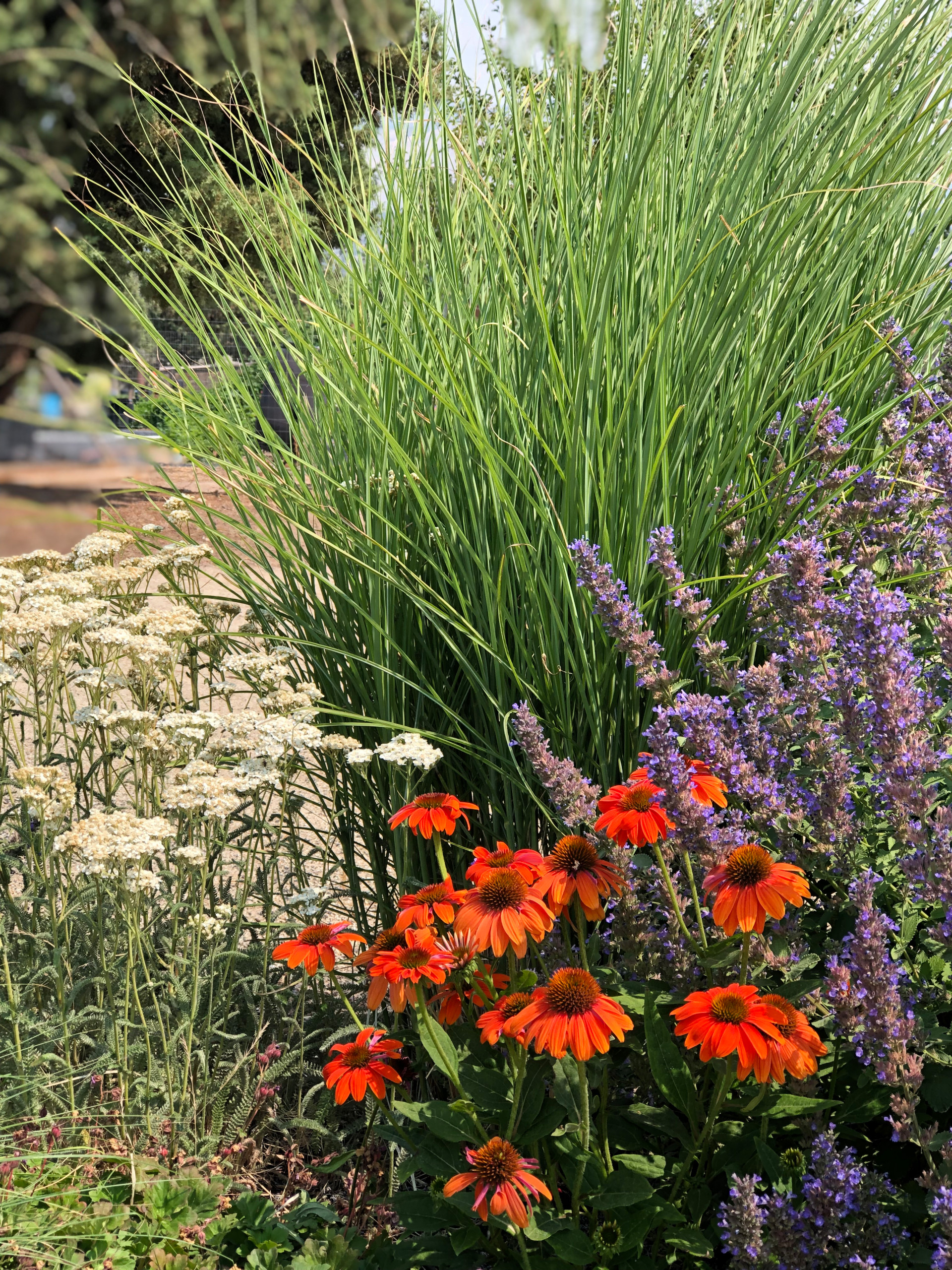 Santa Fe Xeriscape