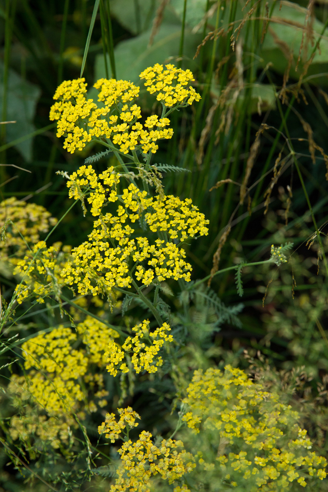 Сад   James Alexander-Sinclair  на Moscow Flower Show 2018  (вне  конкрса)
