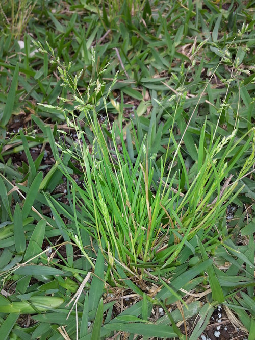 Weed Identification/Advice