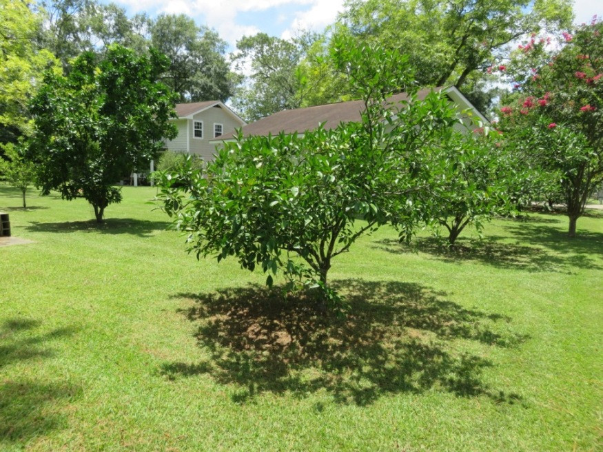 Satsuma Orange Bark Disease