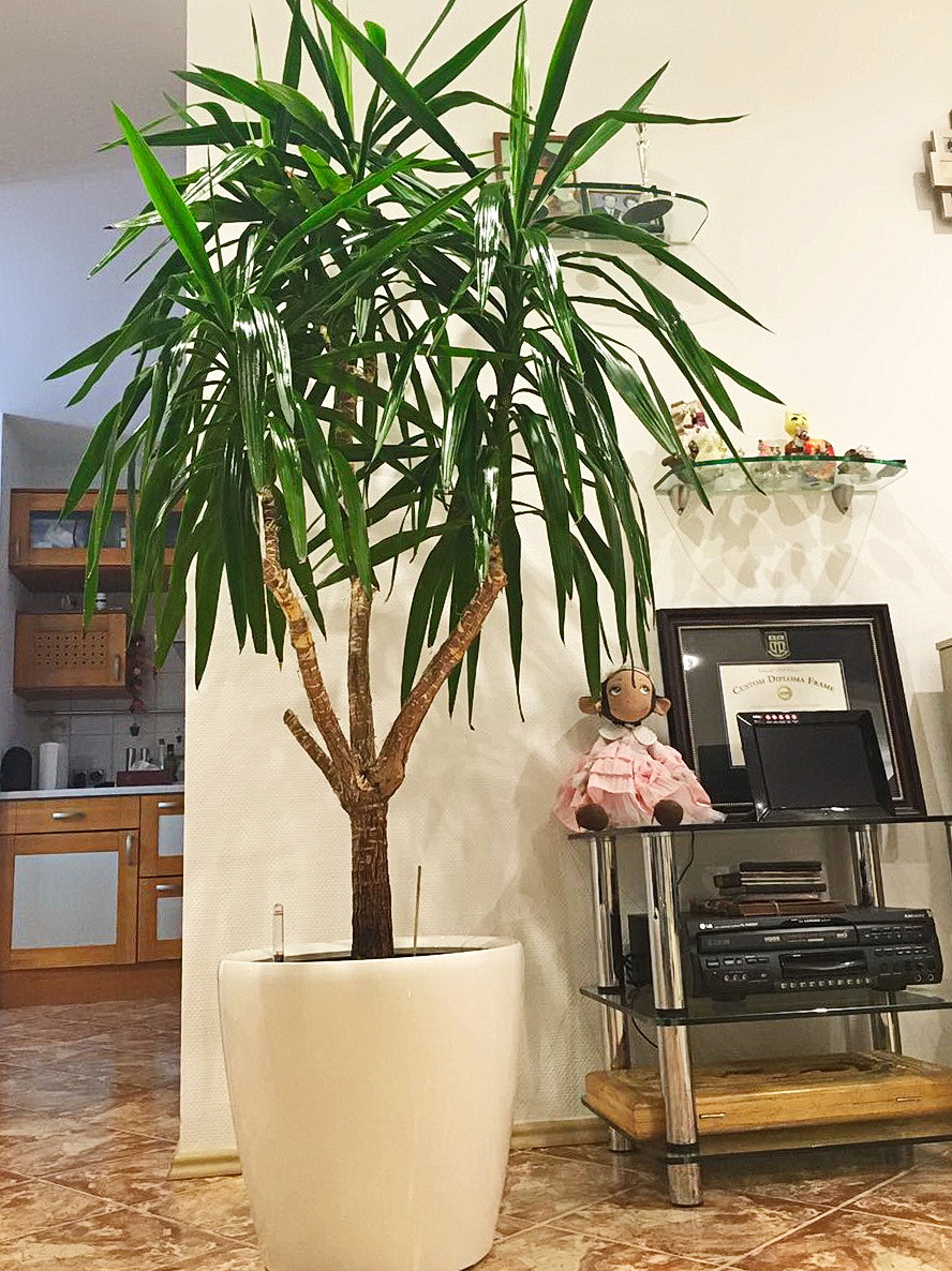 Озеленение частных квартир