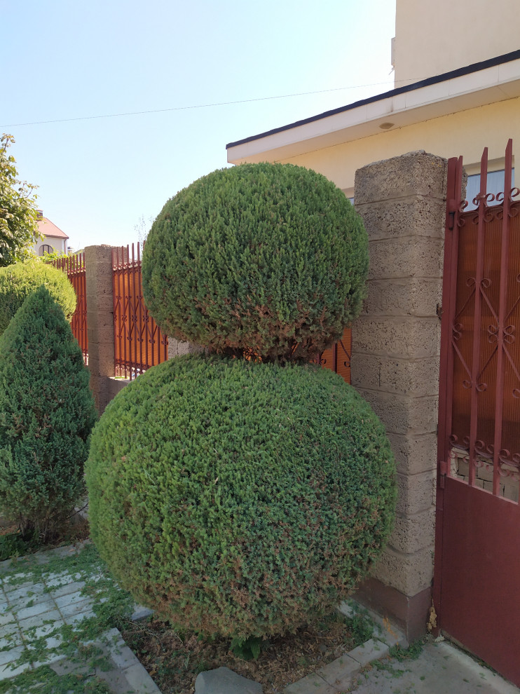 топиарная стрижка в Астрахани и Астраханской области