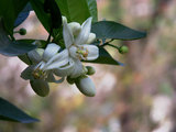 Esistono Almeno 13 Alberi da Frutta con Fiori Meravigliosi (15 photos) - image  on http://www.designedoo.it