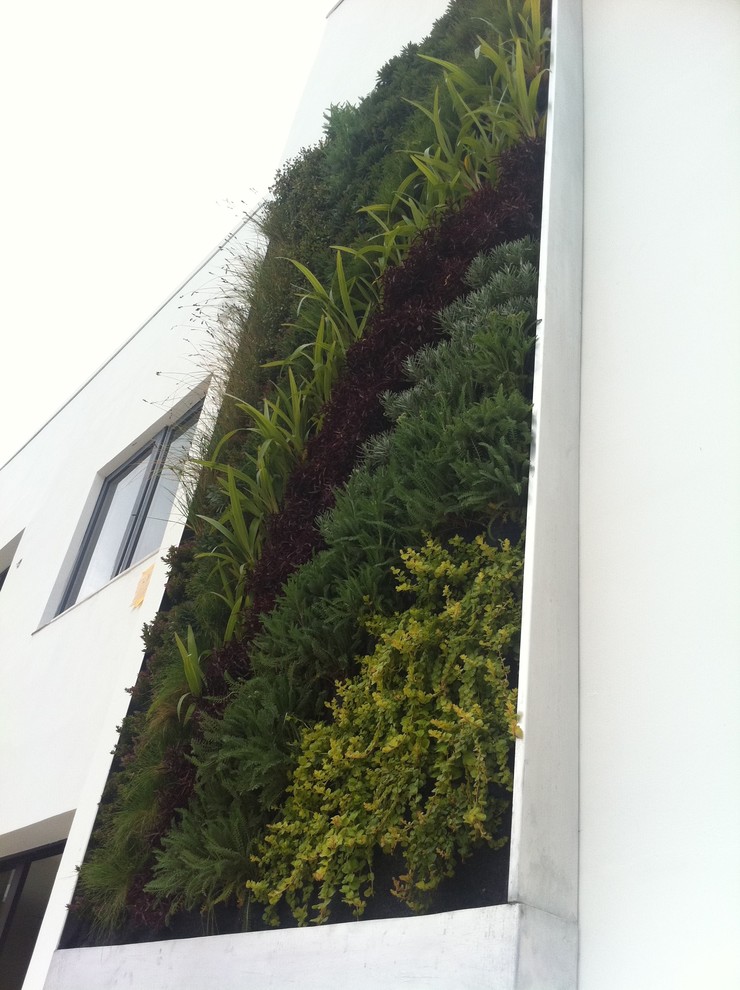 Inspiration for a contemporary garden in Los Angeles with a vertical garden.
