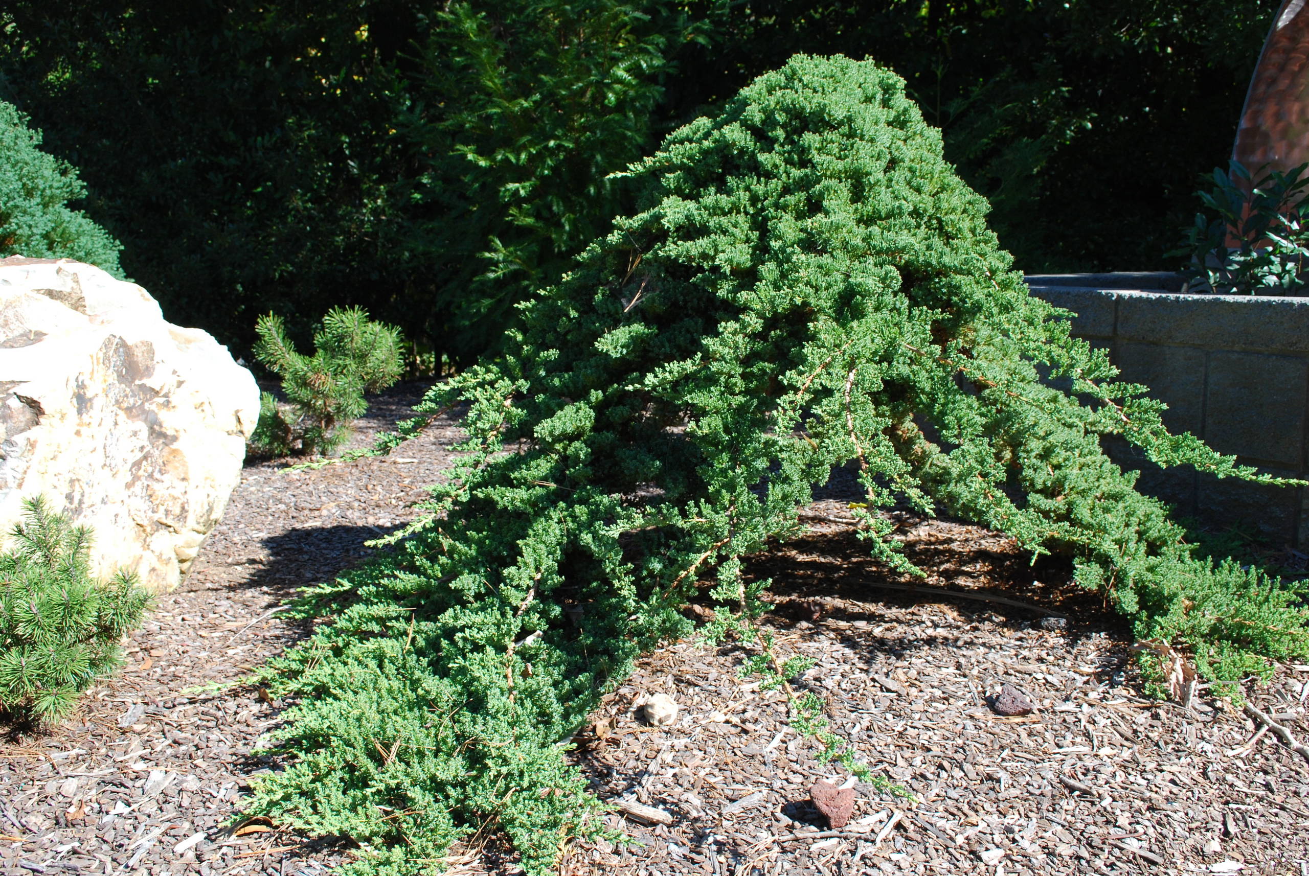 Juniperus 'Procumbens nana' grafted onto a standard.