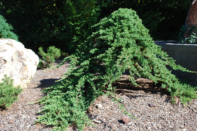 Juniperus Procumbens Nana Grafted Onto A Standard Eklektisch Charlotte Von Jay Sifford Garden Design Houzz