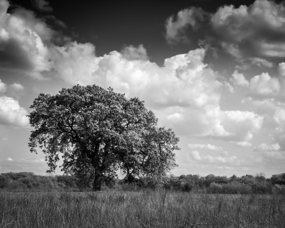 PHOTOGRAPH LANDSCAPE SINGLE LONE BAOBAB TREE SUNBEAM FRAMED ART PRINT B12X13668 