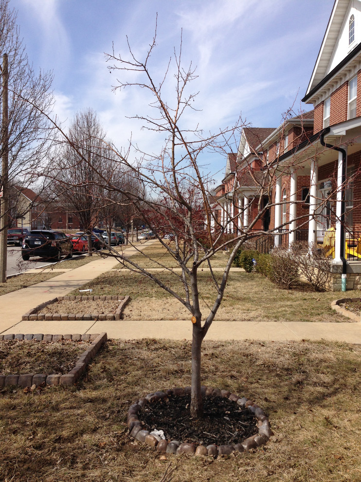How to prune this ornamental crabapple?