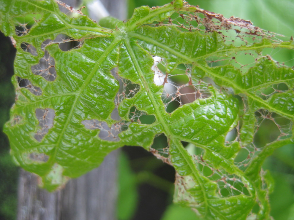 Something Is Eating Emerging Grape Leaves