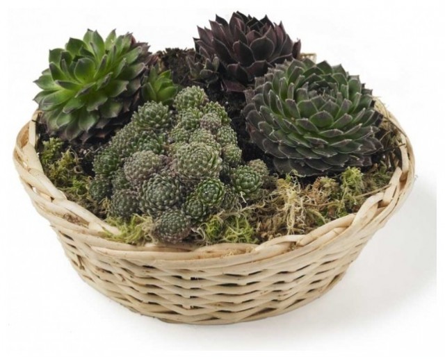 Basket of Succulents