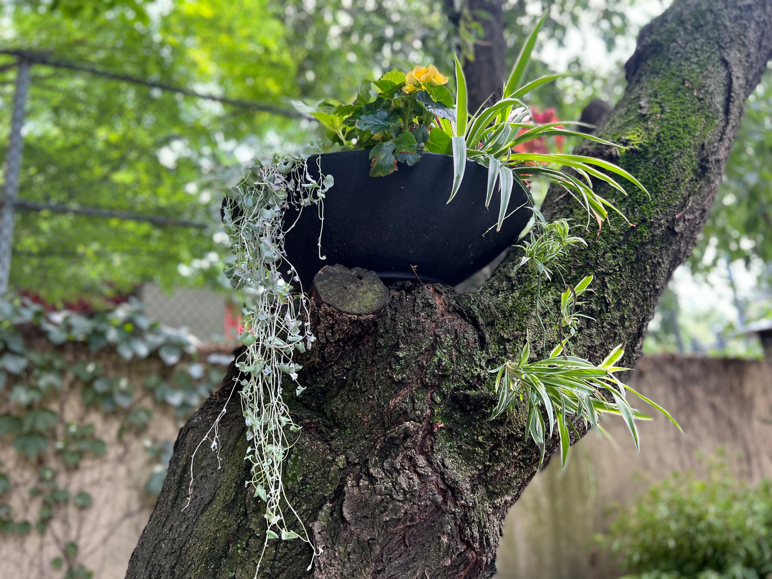 Modern Urban Shade Garden