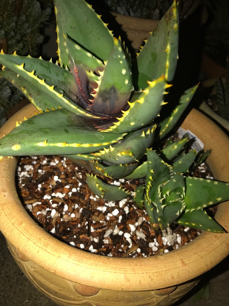 Aloe Distans looks peeved after 4 hours of rain | Houzz Forum